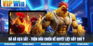 Đá Gà VIPWIN - Giao Tranh Chiến Kê Gay Cấn Suốt Từng Hồ - kreno.top