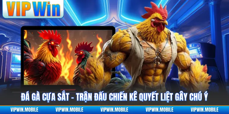 Đá Gà Cựa Sắt - Trận Đấu Chiến Kê Quyết Liệt Gây Chú Ý - kreno.top
