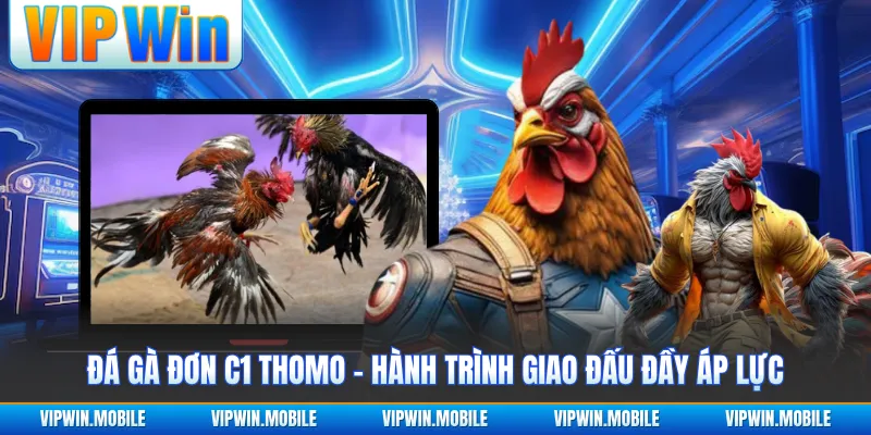 Đá Gà Đơn C1 Thomo - Hành Trình Giao Đấu Đầy Áp Lực - kreno.top