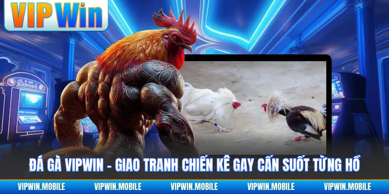 Đá Gà VIPWIN - Giao Tranh Chiến Kê Gay Cấn Suốt Từng Hồ - kreno.top