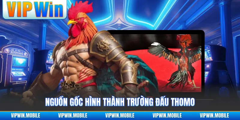 Đá Gà Đơn C1 Thomo - Hành Trình Giao Đấu Đầy Áp Lực - kreno.top