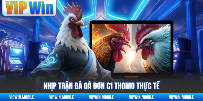Đá Gà Đơn C1 Thomo - Hành Trình Giao Đấu Đầy Áp Lực - kreno.top