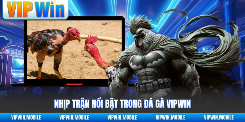 Đá Gà VIPWIN - Giao Tranh Chiến Kê Gay Cấn Suốt Từng Hồ - kreno.top