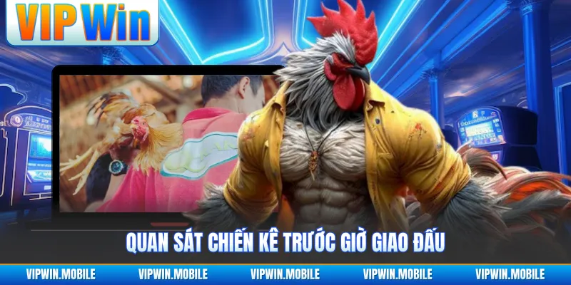 Đá Gà Đơn C1 Thomo - Hành Trình Giao Đấu Đầy Áp Lực - kreno.top