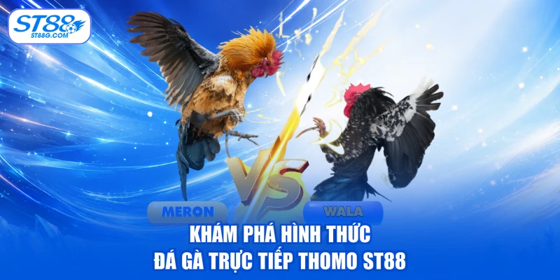 Trực Tiếp Đá Gà Thomo - Xem Giải C1 C2 C3 Sớm Nhất - kreno.top